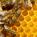 Bees on honeycomb Royalty Free Stock Photo