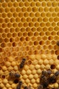 Bees on honeycomb