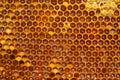 Bees on honeycomb