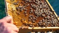 Bees on the honeycomb, background. Honey cell with bees. group of female worker bees on frame edge of a Beehive Royalty Free Stock Photo