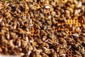 Bees on honeycomb. Bee larvae. Apiculture Apiary Royalty Free Stock Photo