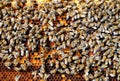 Bees on honeycomb cell pack into bee bread. Apitherapy.