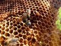 Bees on honeycomb