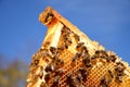 Bees on honeycomb frame in the springtime