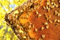 Bees on honeycomb frame in the springtime