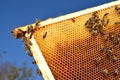 Bees on honeycomb frame in the springtime