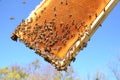 Bees on honeycomb frame in the springtime Royalty Free Stock Photo