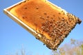 Bees on honeycomb frame in the springtime Royalty Free Stock Photo