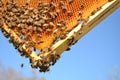 Bees on honeycomb frame in the springtime Royalty Free Stock Photo
