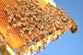 Bees on honeycomb frame in the springtime Royalty Free Stock Photo