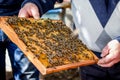 Bees on honeycomb frame. The work of beekeeper in apiary_ Royalty Free Stock Photo