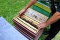 Bees on honeycomb