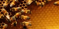 Bees on a honeycomb. It shows several bees at work filling the honeycombs with honey.