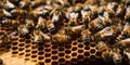 Bees on a honeycomb. It shows several bees at work filling the honeycombs with honey.