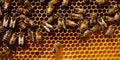 Bees on a honeycomb. It shows several bees at work filling the honeycombs with honey.