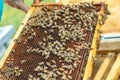 Bees on the honeycomb, top view. Honey cell with bees. Apiculture. Apiary. Wooden beehive and bees. beehive with honey bees,