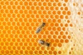 Bees on honeycombs