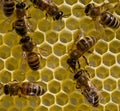 Bees on honeycombs.Bees build honeycombs. Work in a team Royalty Free Stock Photo