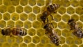 Bees build honeycombs. Work in a team