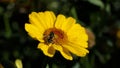 Bees and Hoverfly\'s on a Corn Marigold flower on a sunny day in the garden in summer