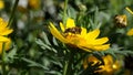 Bees and Hoverfly\'s on a Corn Marigold flower on a sunny day in a garden summer