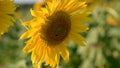 The bees and insects are swarming the yellow sunflower in the evening with golden light. VDO 4K