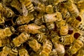 Bees inside beehive with the q