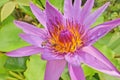 Bees keep pollens of violet water lily flowers Royalty Free Stock Photo