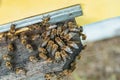 Bees kick drones out of bee families in late summer. A lot of drones near hive entrance