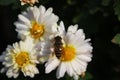 Bees like blooming wild chrysanthemums