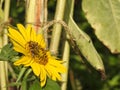 Bees like wasps foraging in love sunflowers.