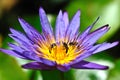 Bees with lotus flower Royalty Free Stock Photo
