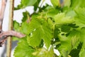 Spring Bloom Series - Young grape plant leaves - Vitis - Vitaceae