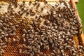 Bees make honey. Bees convert nectar into honey and close it in the honeycomb. Apiculture Royalty Free Stock Photo