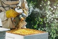 Bees make honey, Hives, Work of a beekeeper in an apiary, Natural honey production. Beekeeping concept.