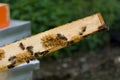 Bees making honeycomb on edges of hive frame on summer day in apiary Royalty Free Stock Photo