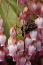 Bees Mating