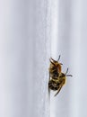 2 bees mating on a white house wall