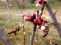Bees meet at a cherry tree for pollination Royalty Free Stock Photo