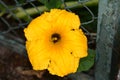 bees in the middle of a pumpkin flower yellow Royalty Free Stock Photo