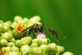 Bees and mosquitoes, Aarey Milk Colony