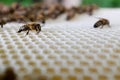 Bees moving on a honeycomb