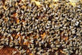 Bees Natural beebread in honeycombs ambrosia apitherapy nutritional Royalty Free Stock Photo
