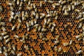 Bees natural beebread in honeycombs ambrosia apitherapy nutritional. Royalty Free Stock Photo