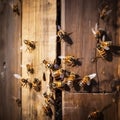 Bees nature beeswax honeycomb apiary honeyed hive pollen closeup beehive insects