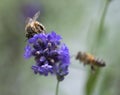 Bees on and near lavender flower Royalty Free Stock Photo