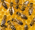 Bees. nectar and honey in new comb_2572 Royalty Free Stock Photo