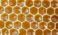 Nectar and honey in new comb Royalty Free Stock Photo