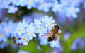 bees nesting on pretty purple flowers Royalty Free Stock Photo