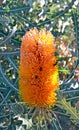 Bees on an orange Australian Banksia flower Royalty Free Stock Photo